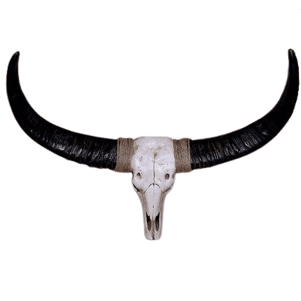 Crâne de Vache Neyata – Image 2