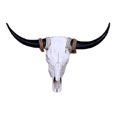 Crâne de Vache Biscorne – Image 2