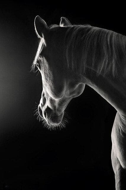 Tableau Indien Cheval Solitaire